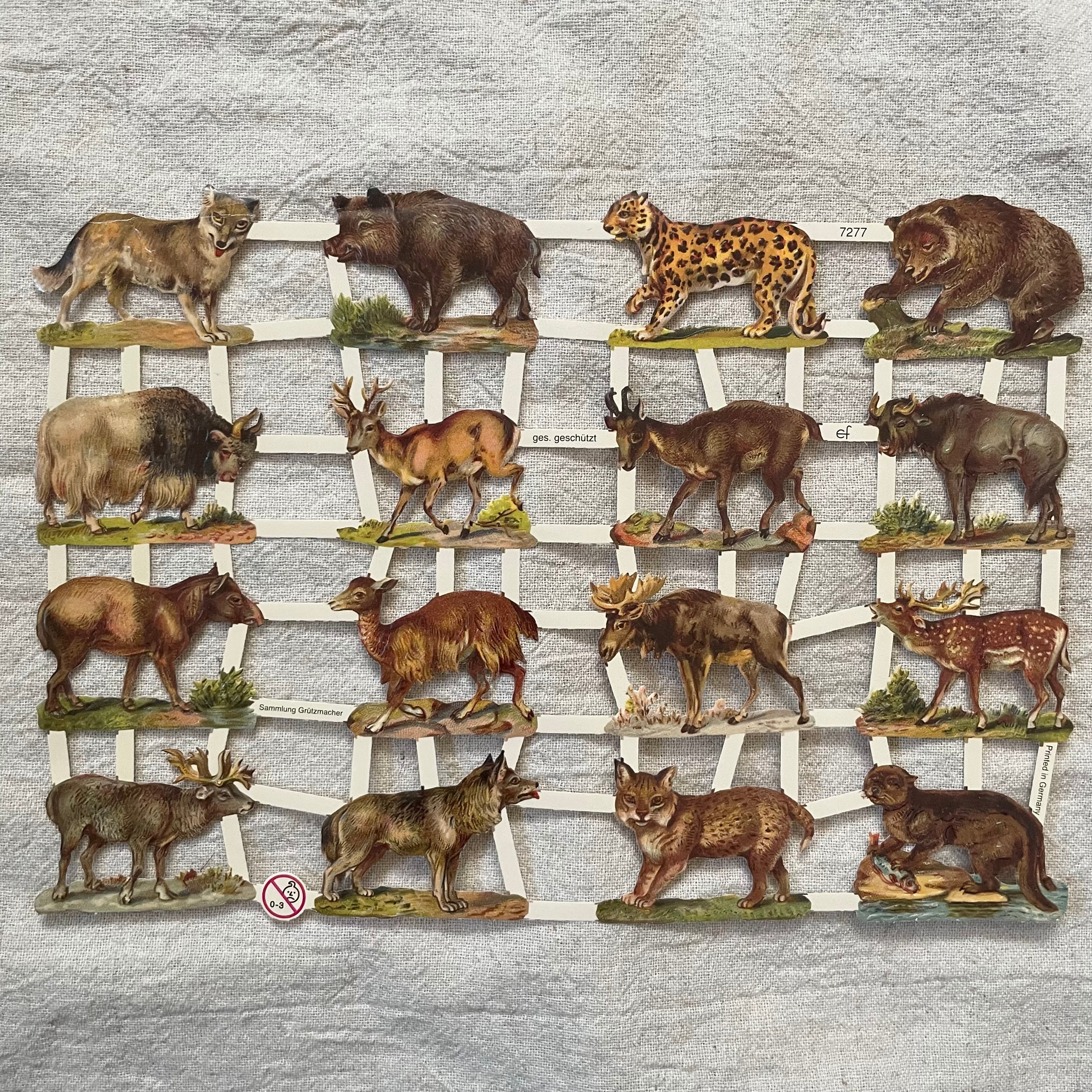 動物たちのクロモス