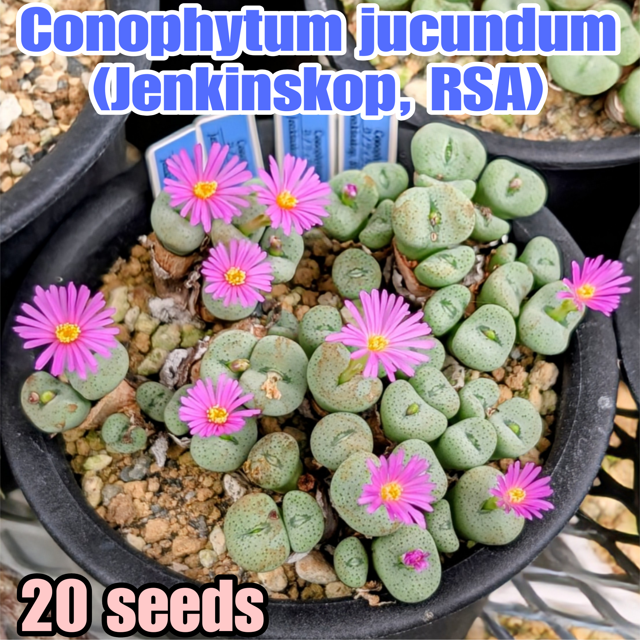 種子(少量パック)/20粒】Conophytum jucundum (Jenkinskop, RSA