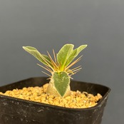 パキポディウム　ナマクアナム　光堂【939】