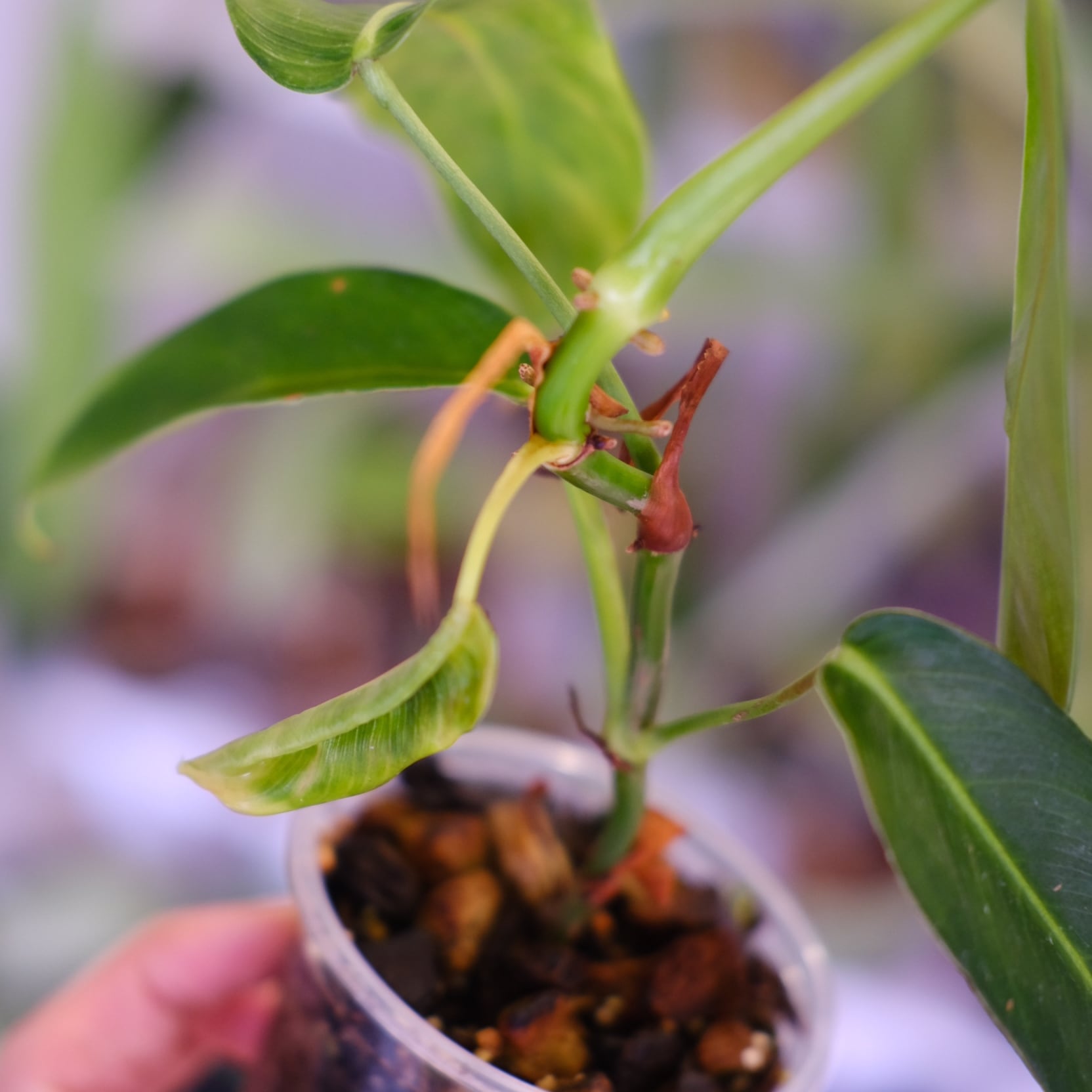 フィロデンドロン パトリシアエ│Philodendron patriciae│観葉植物