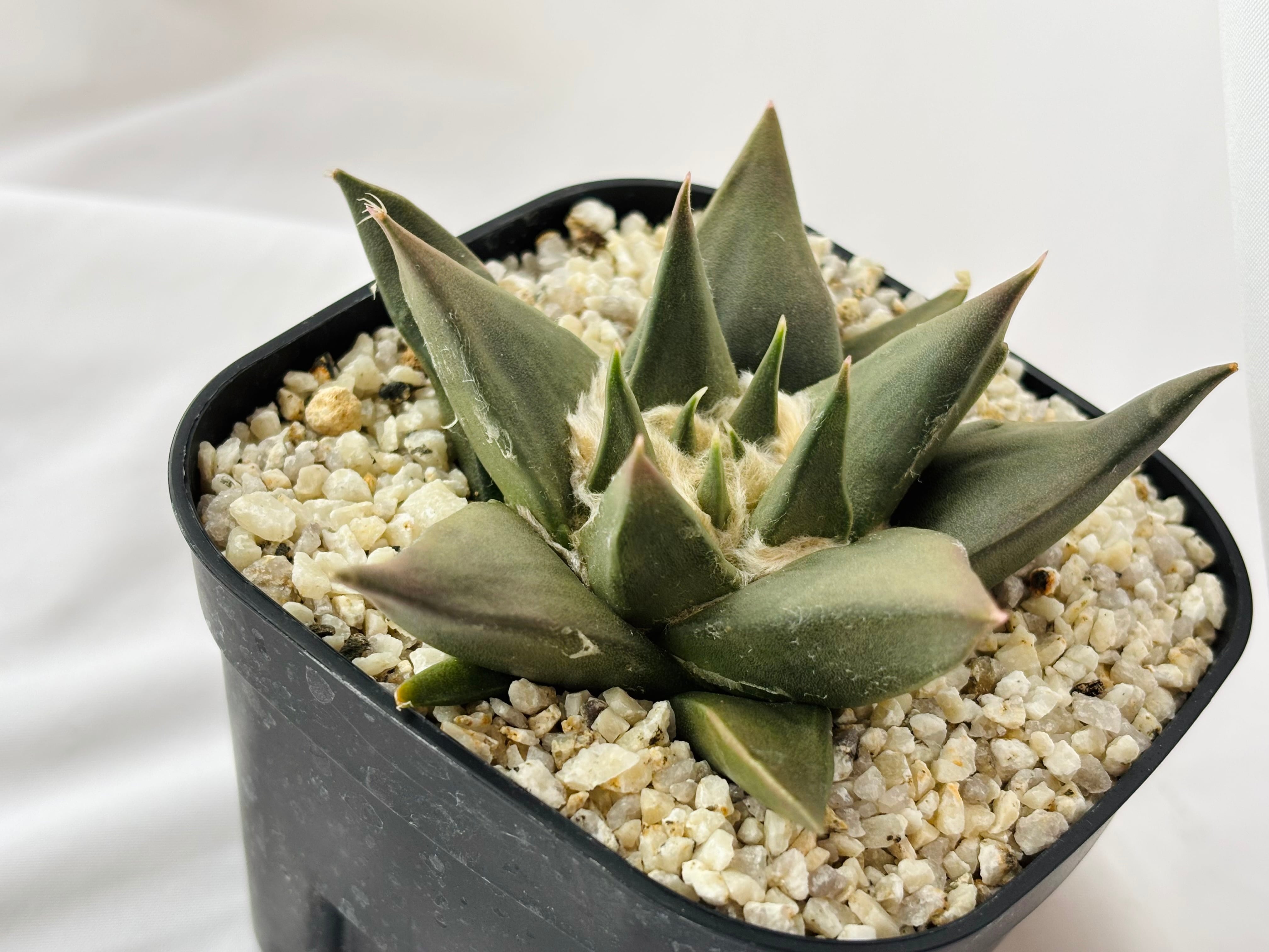 Ariocarpus trigonus アリオカルプス 三角牡丹 サボテン | plants MARU