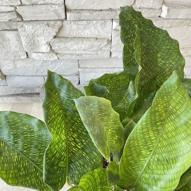 観葉植物】カラテア ムサイカ 3.5寸鉢 | 橋本種苗園