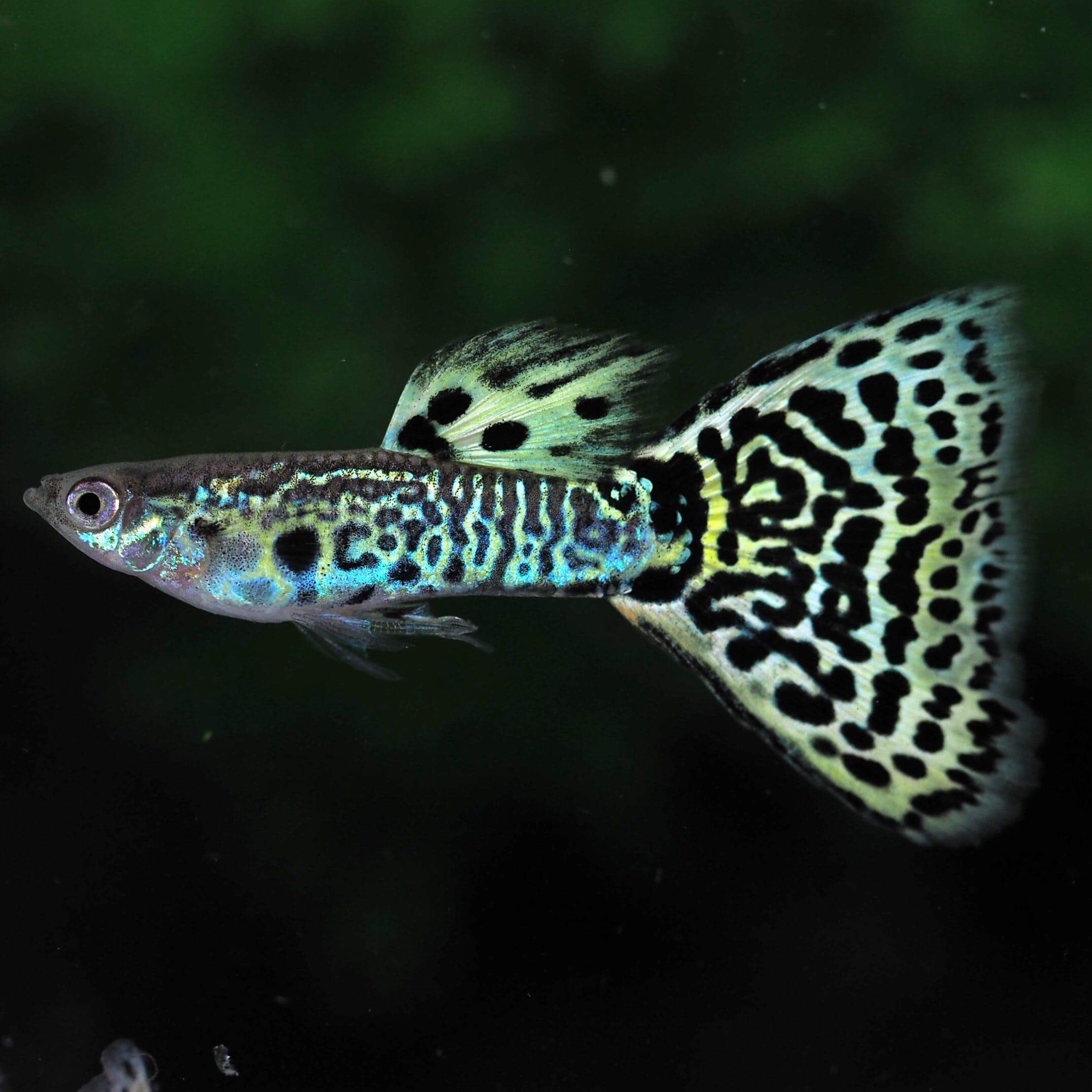 【新品未開封】ギョッピー ALL | 伊豆グッピーファーム