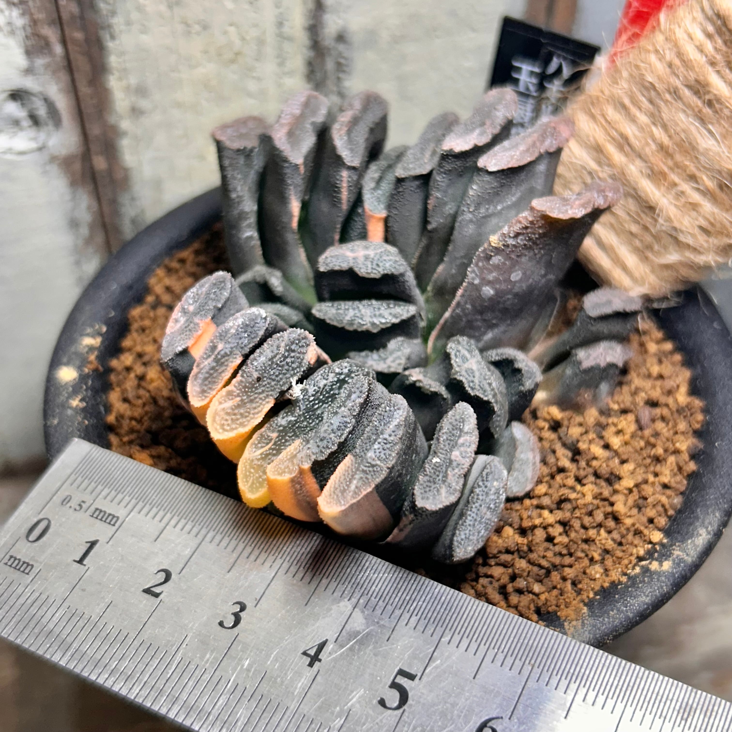 T) 玉扇錦 ハオルチア | RuPo 多肉植物専門店