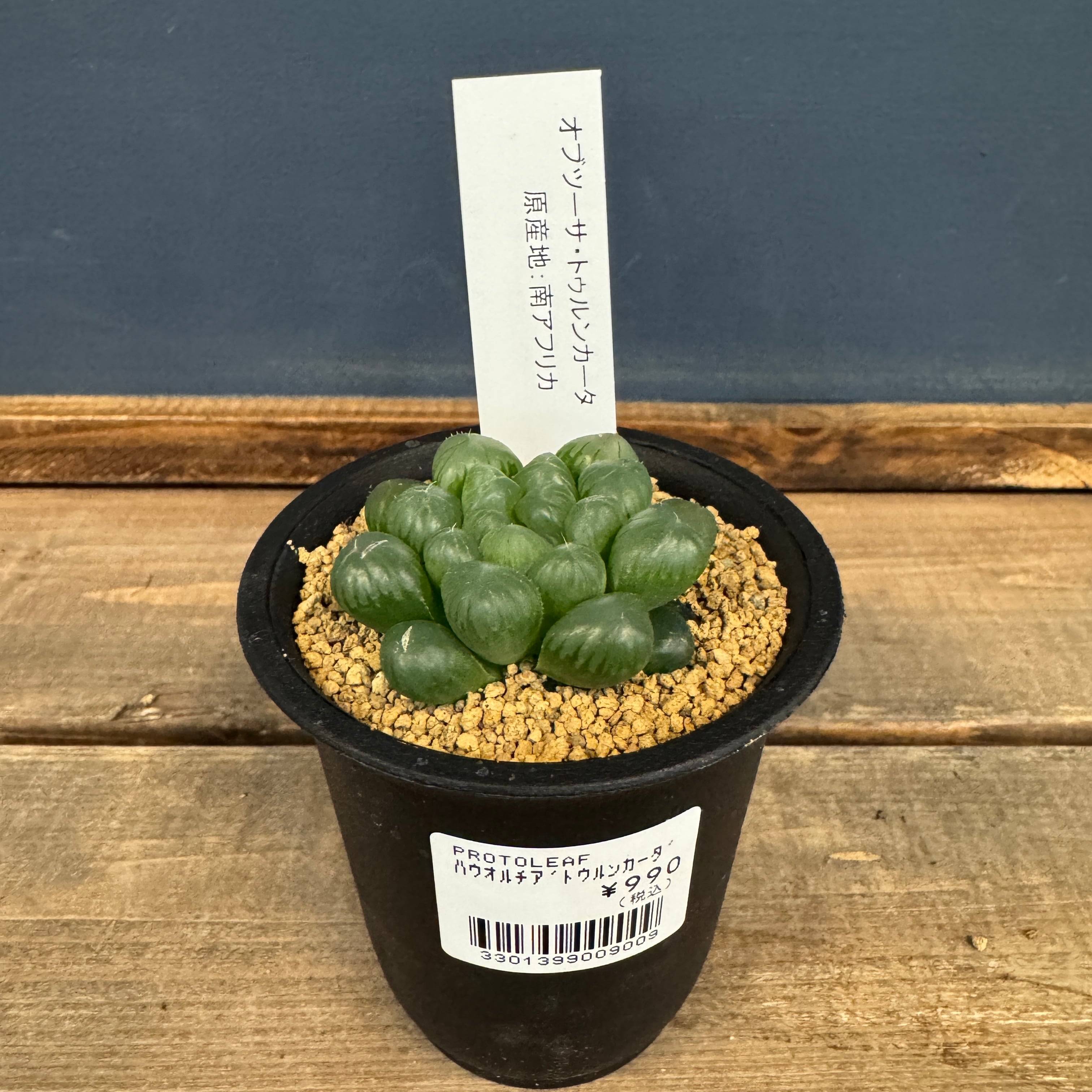 ユーフォルビア、その他多肉 | PROTOLEAF プロトリーフ