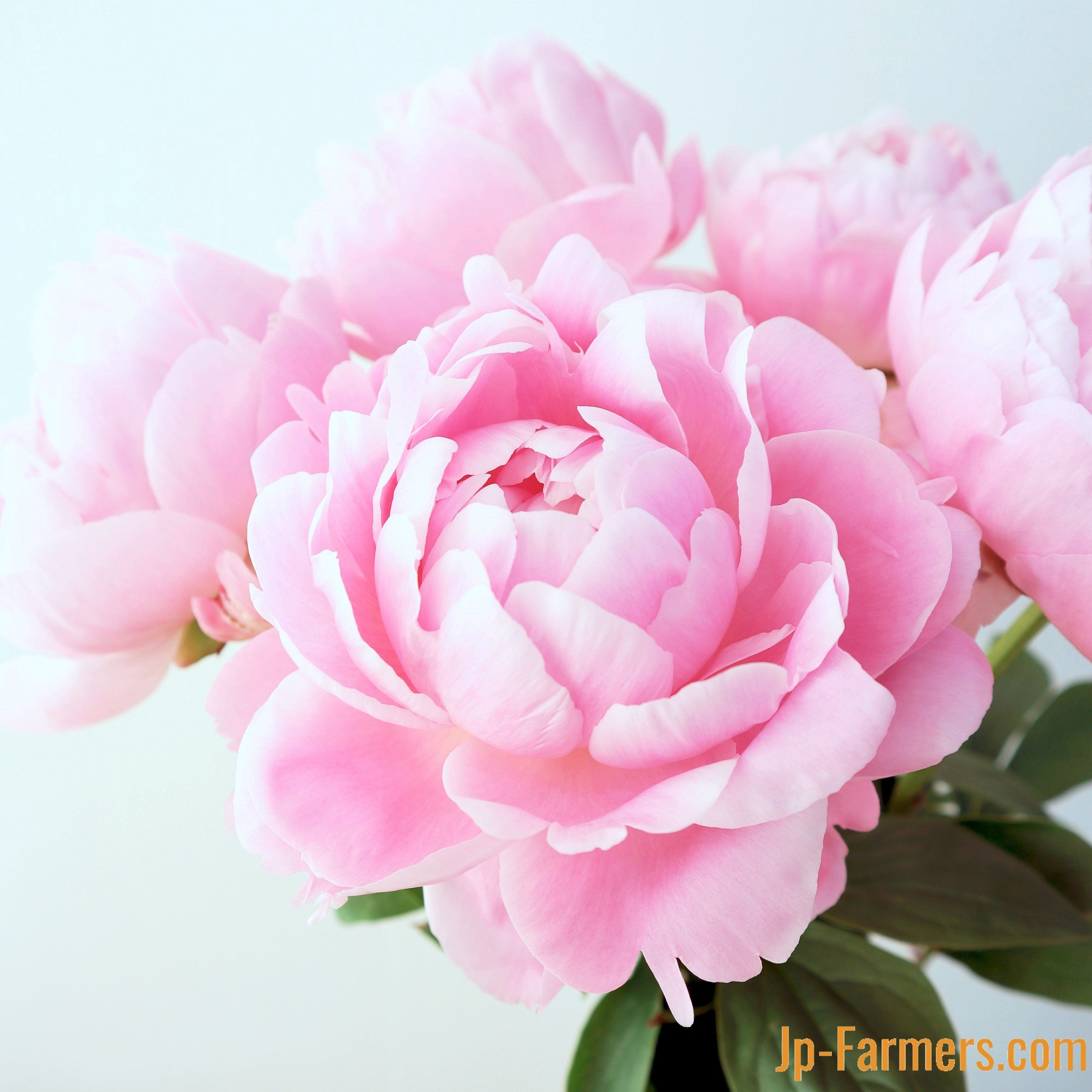 ❤希少❤ピンクゴ－ルドシラ－❤お花❤ピンク&パ－プルシラ－の丸珠