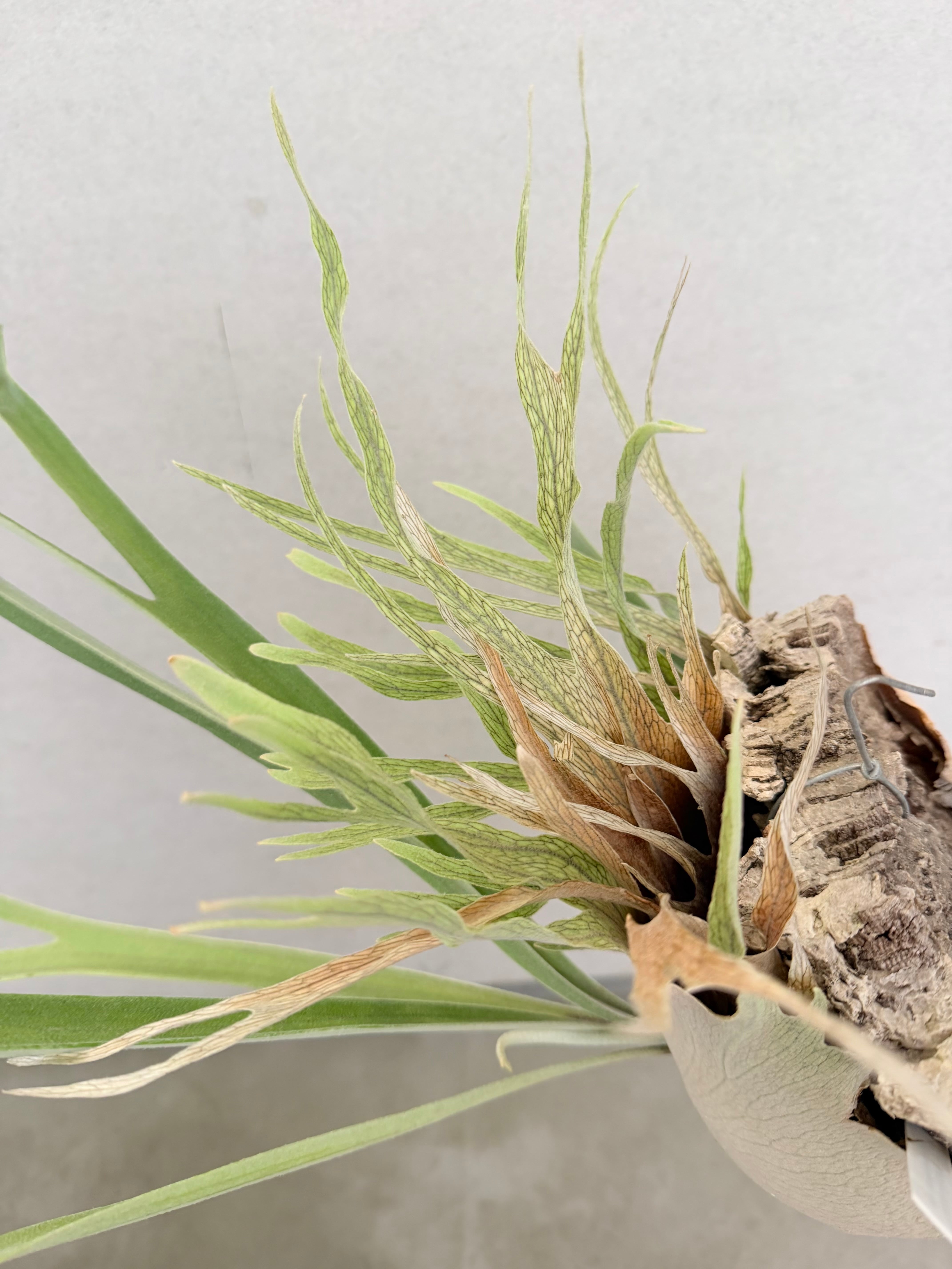 a) P. veitchii wild (vp#3) ビカクシダ ベイチーワイルド (vp#3
