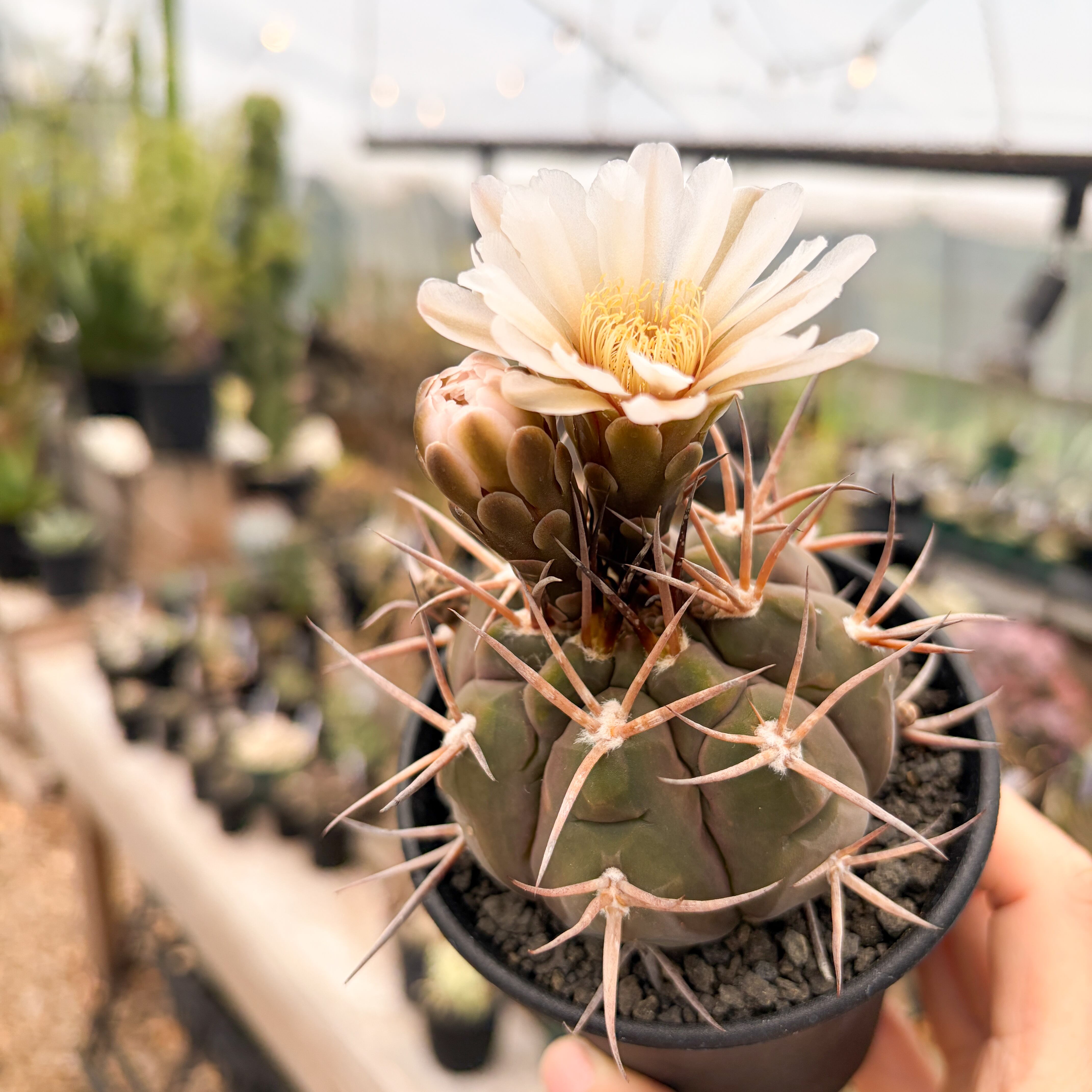 Gymnocalycium mazanense【ギムノカリキウム・守金魔天竜】 | RIMO'S