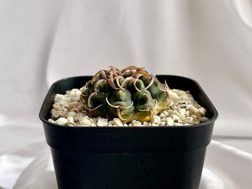 Gymnocalycium vatteri　ギムノカリキウム　狂刺バッテリー　サボテン