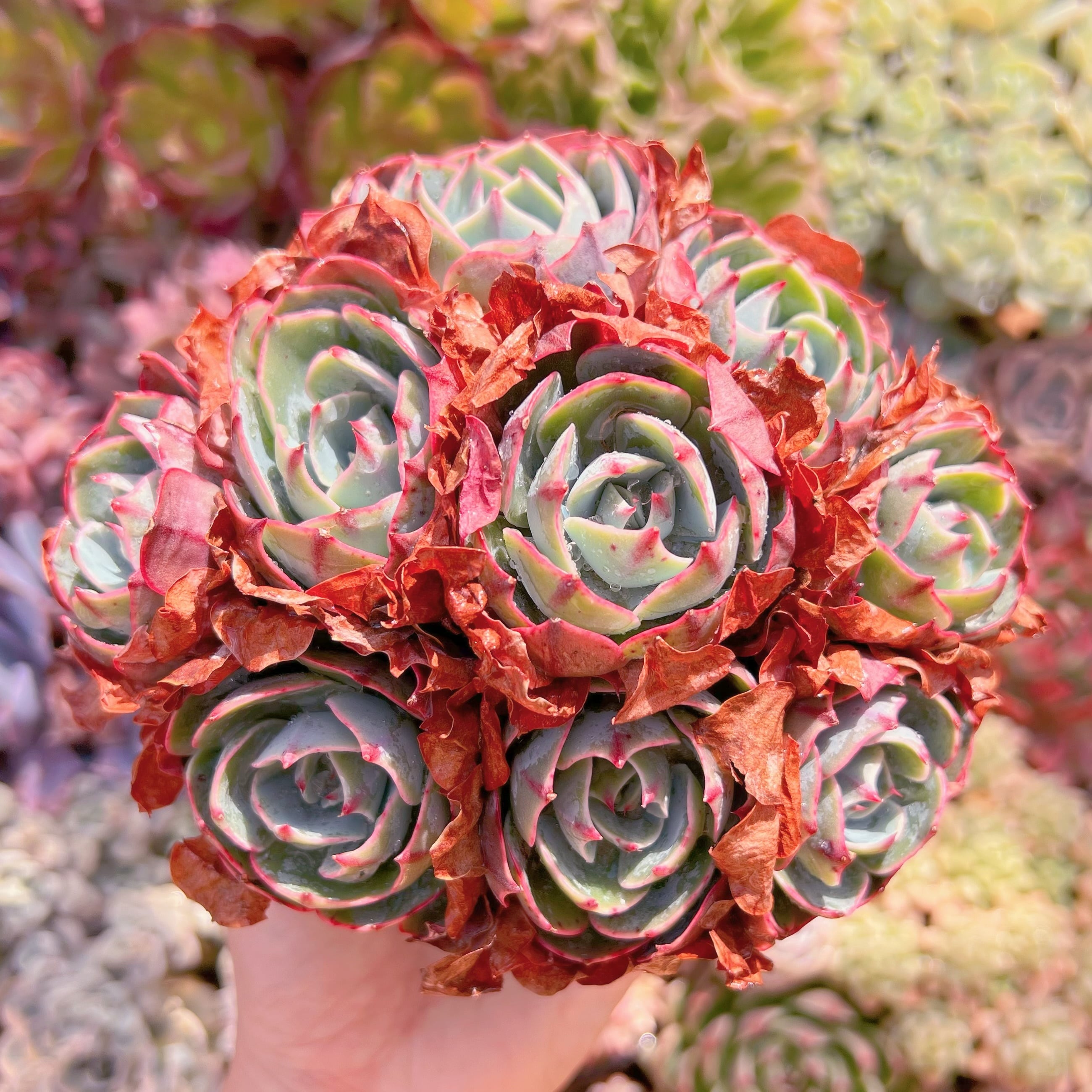 現品　アミスター#2183　群生　るる農園