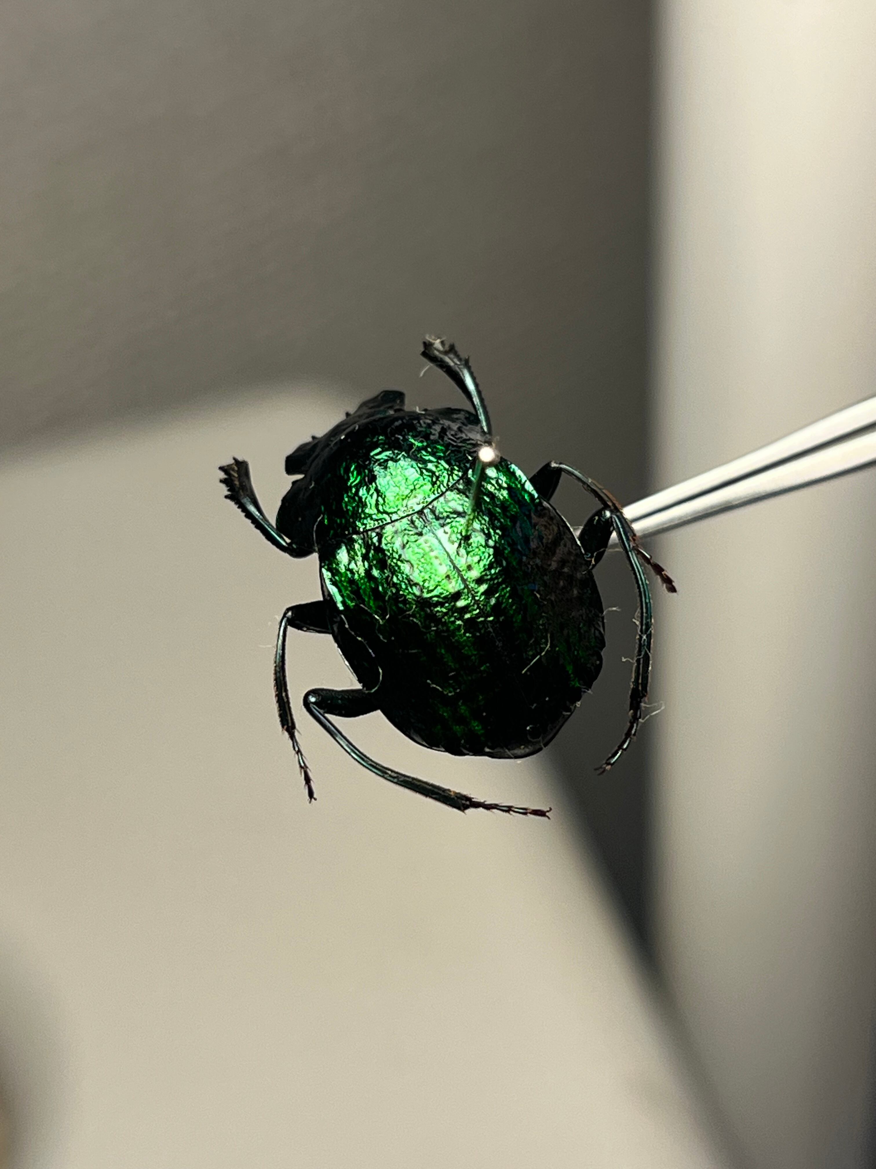 25mm】タテイコブスジコガネ 標本 パキソマ ゴジラ ゾウムシPachysoma
