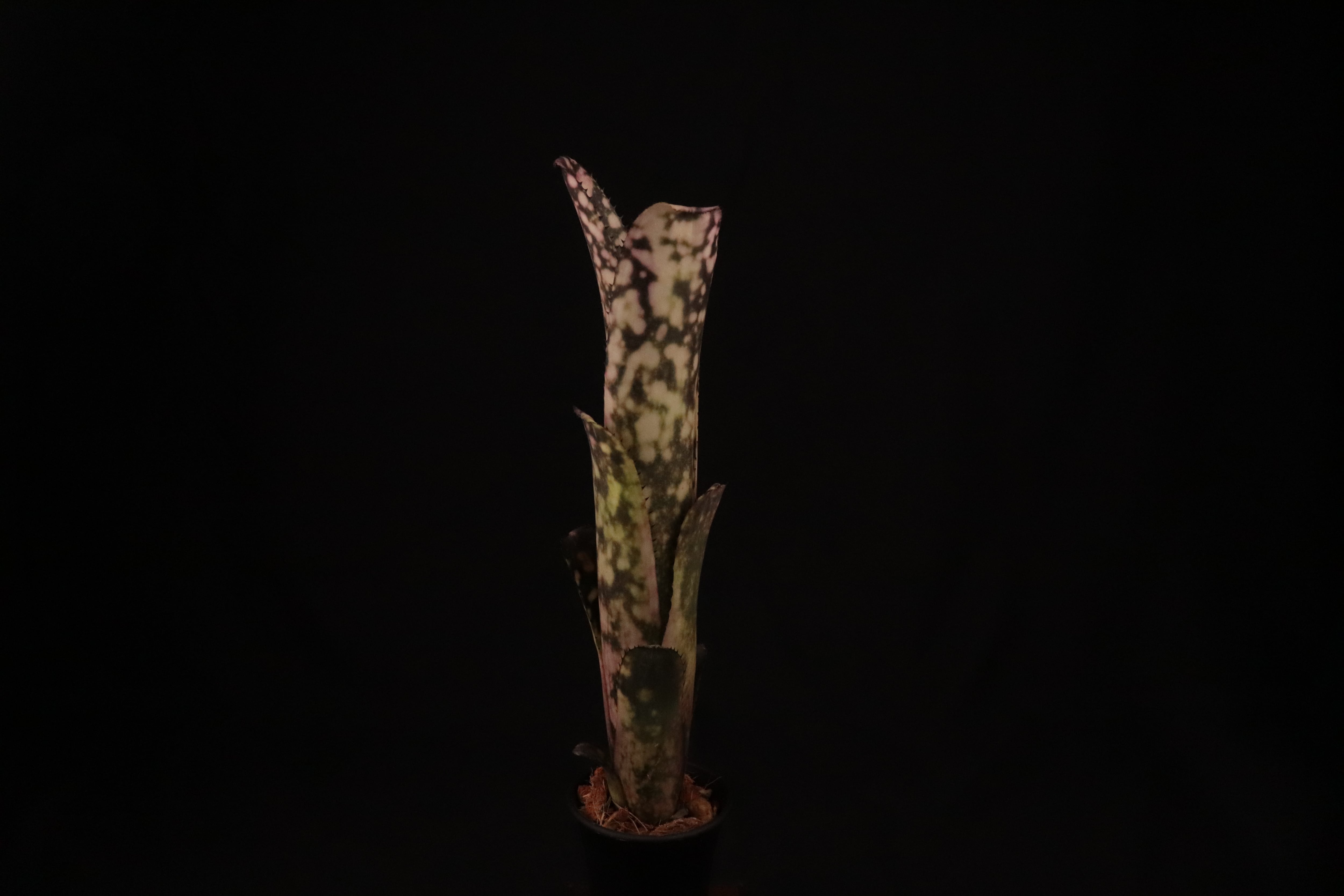 reserved】Billbergia 'Kolan Raspberry Cream'〔ビルベルギア〕現品