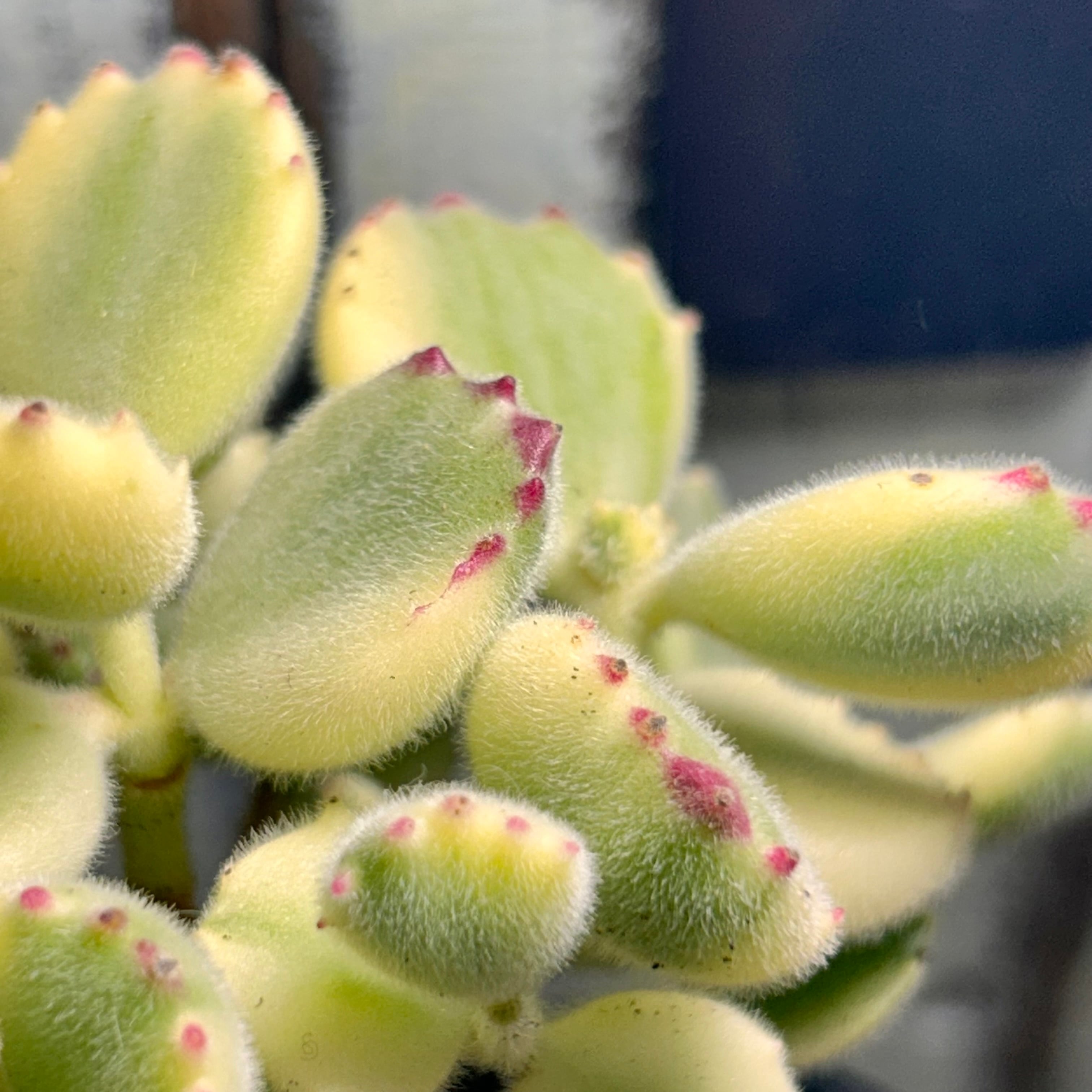 錦 | RuPo 多肉植物専門店