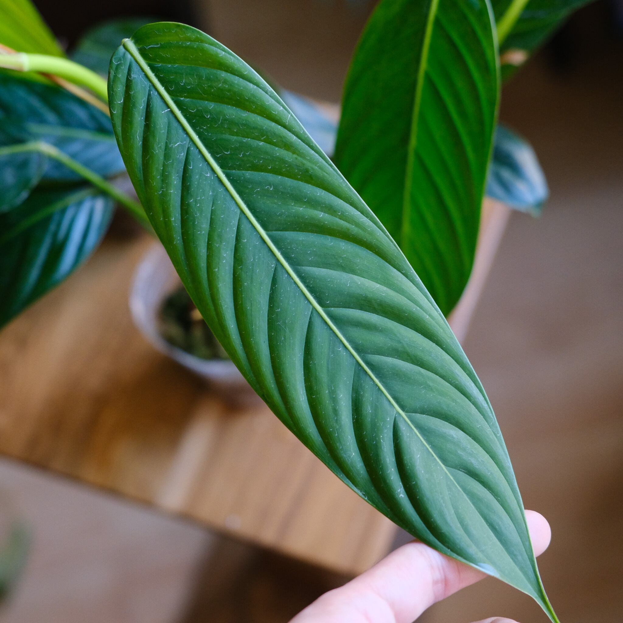 SELECT STOCK> Philodendron heterocraspedon｜フィロデンドロン