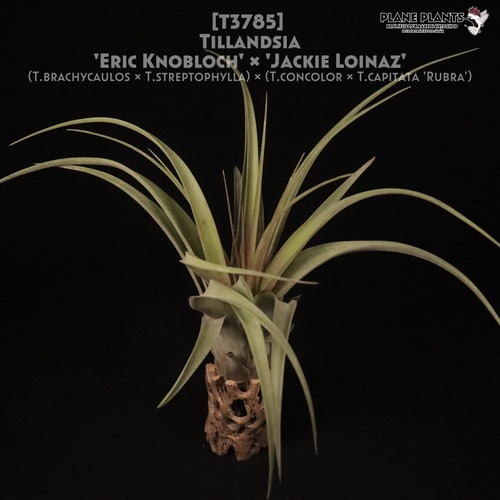 【送料無料】'Eric Knobloch' × 'Jackie Loinaz'〔エアプランツ〕現品発送T3785