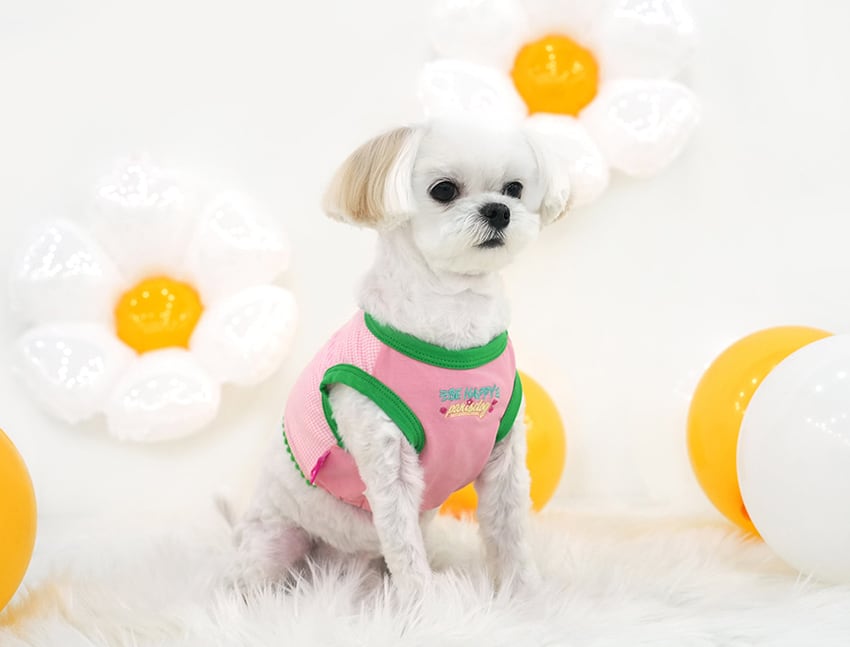 smile flower crop top S ~ XL 2color / 犬服 春夏 新作 可愛い 犬の服 Tシャツ ショート丈 トップス crop top おぱんつカット お揃い ドッグウェア 涼しい ストレッチ カラフル top159