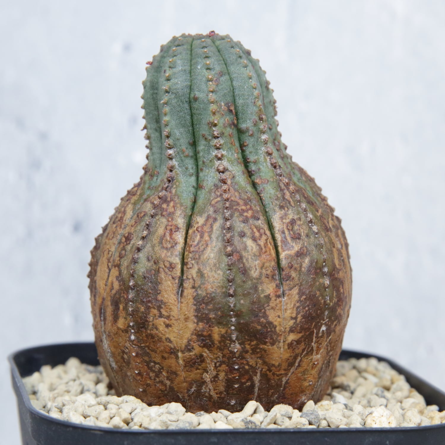 美模様 木質化 美模様 マイクロ オベサ / ユーフォルビア | LIGHTHOUSE