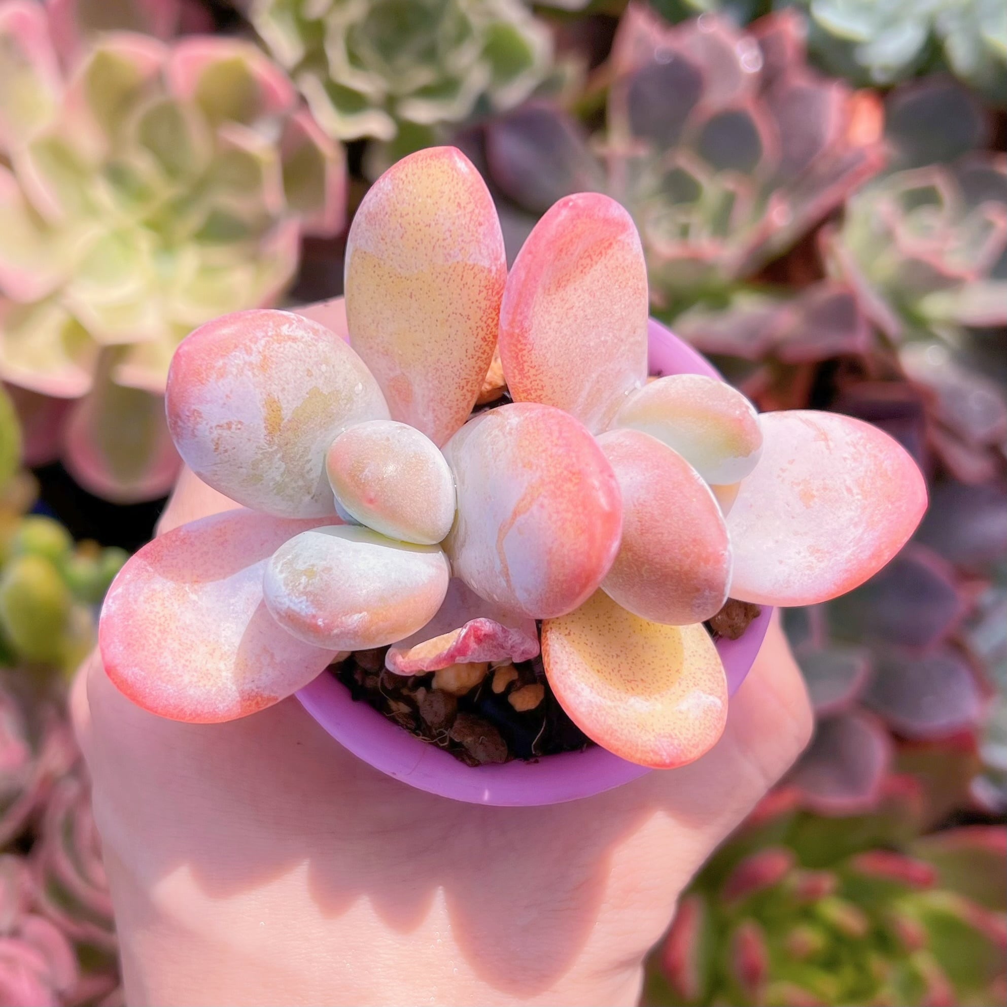 多肉植物　雪美人　2頭　新入荷