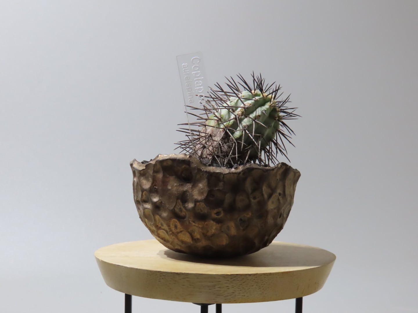 コピアポア オウレイスピナ＋ramat | RePlants