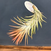 チランジア　バンハイニンギー　クローズドタイプ　XL【967】