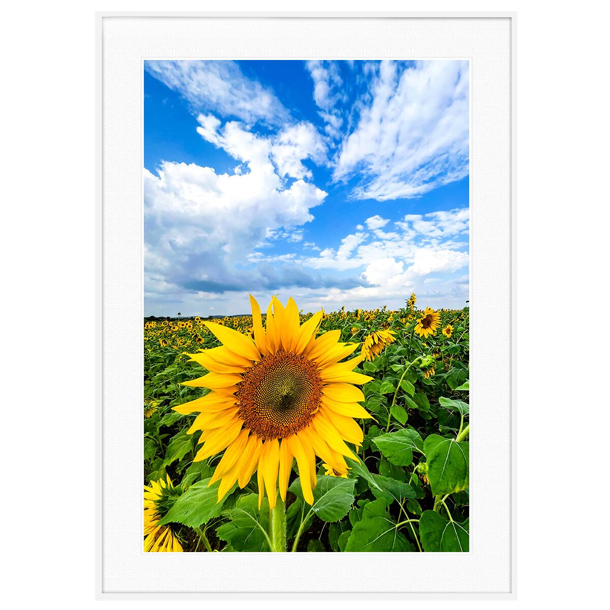 夏写真 ひまわりと青空 インテリア アートフォトポスター額装 AS4401