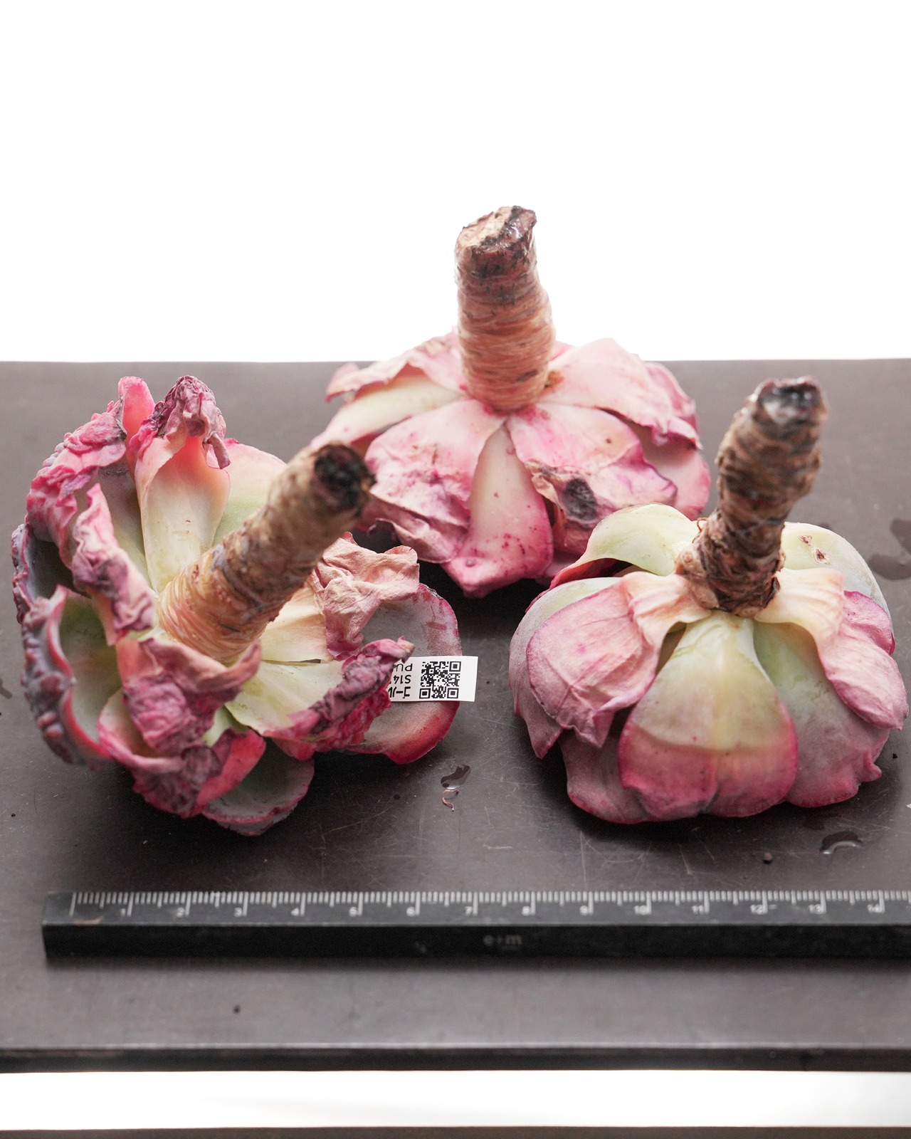 カット苗 ゴールデンバンガロー Echeveria 'Garden Bungalow'