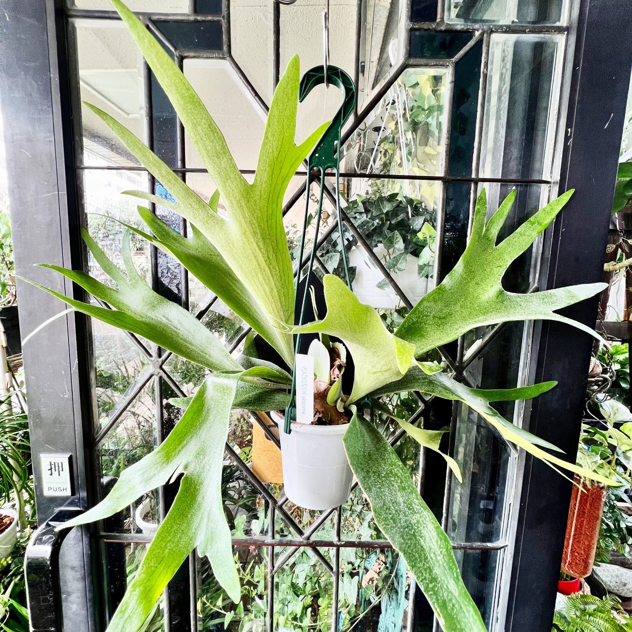 PLANTS SHOP OLIVE