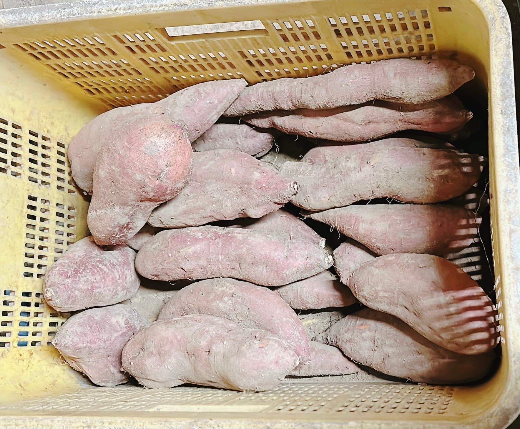 にのみや農園 特大安納芋 約1kg〜1.5kg