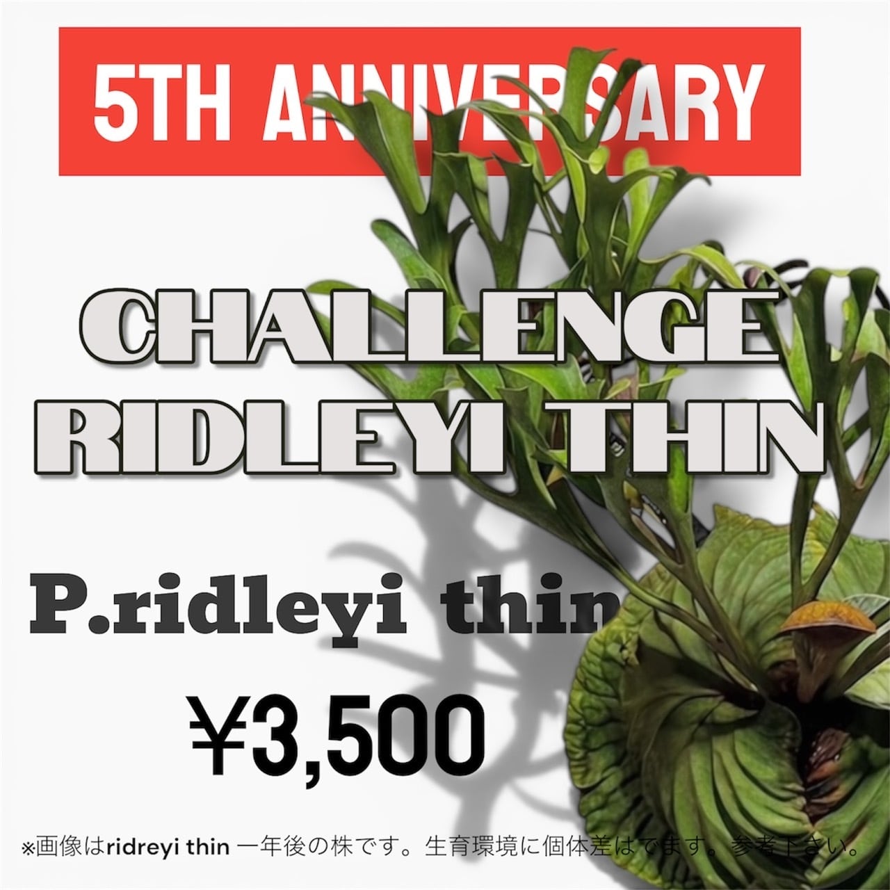 P.veitchii WILD From FA | Plants.Links