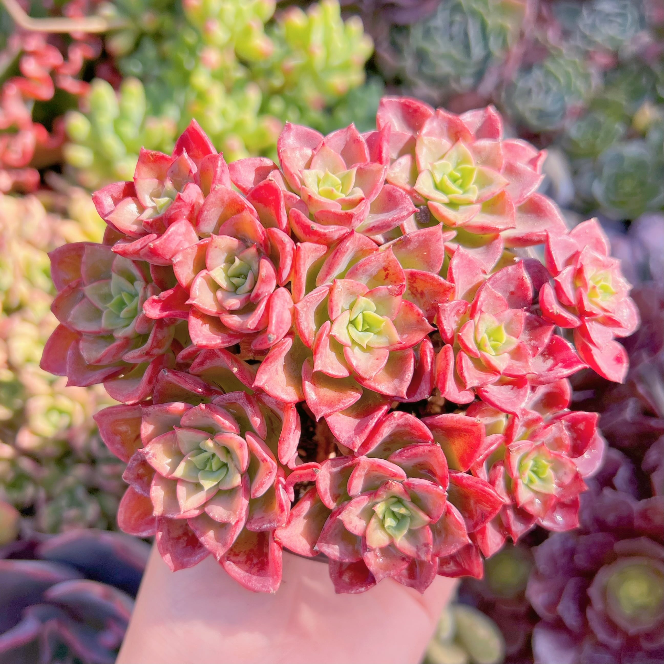 現品　ノーブル#M231　群生　新入荷　るる農園