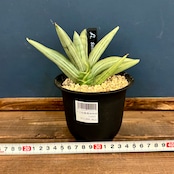 サンスベリア(サンセベリア) アイスマン【270】