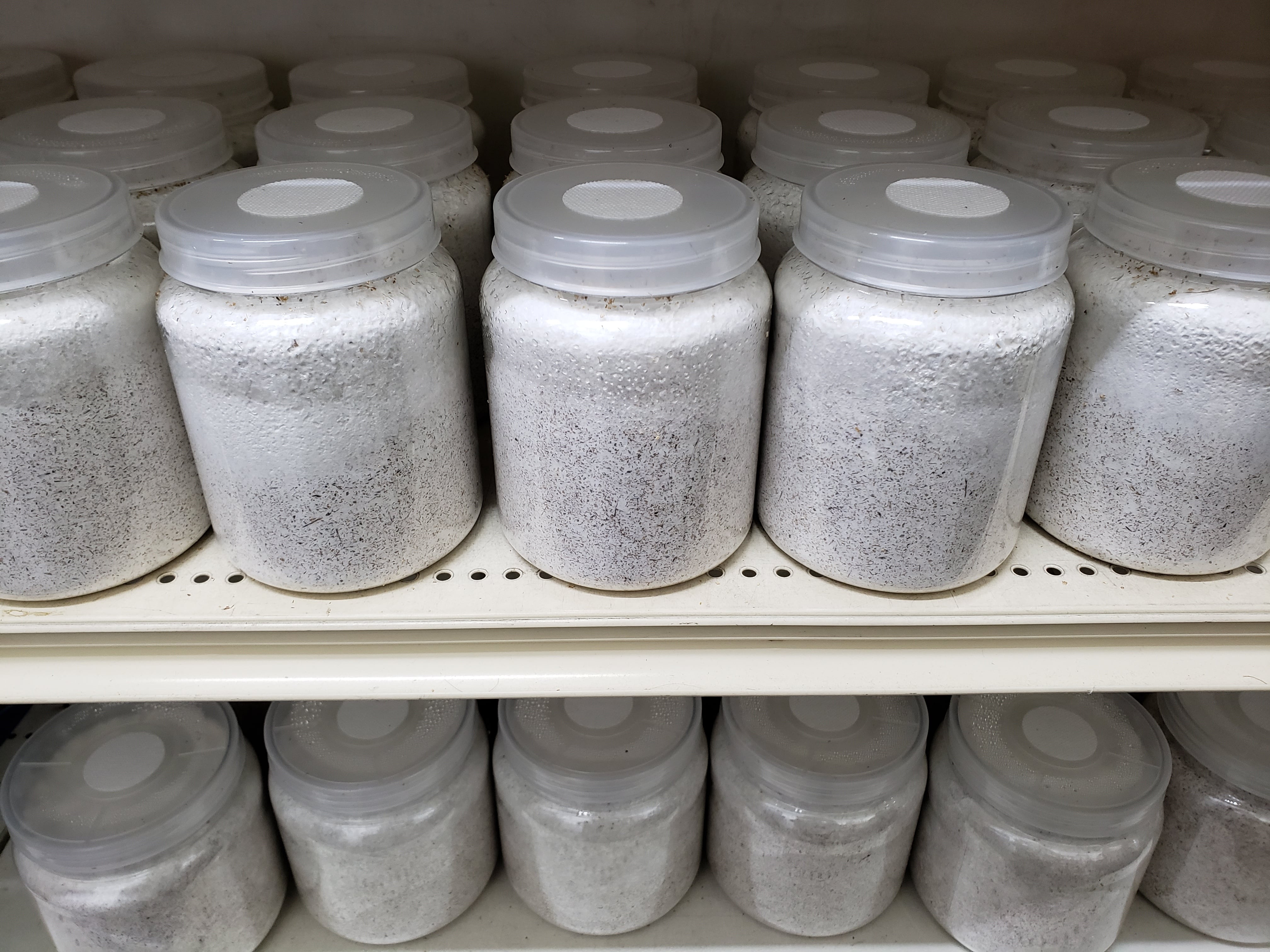 極上！ヒマラヤひらたけ菌糸ブロック【9個】初菌のみ使用！国産オオクワ85ミリ実績 ヒマラヤひらたけ菌床粉砕クワガタマット【5リットル】菌糸の