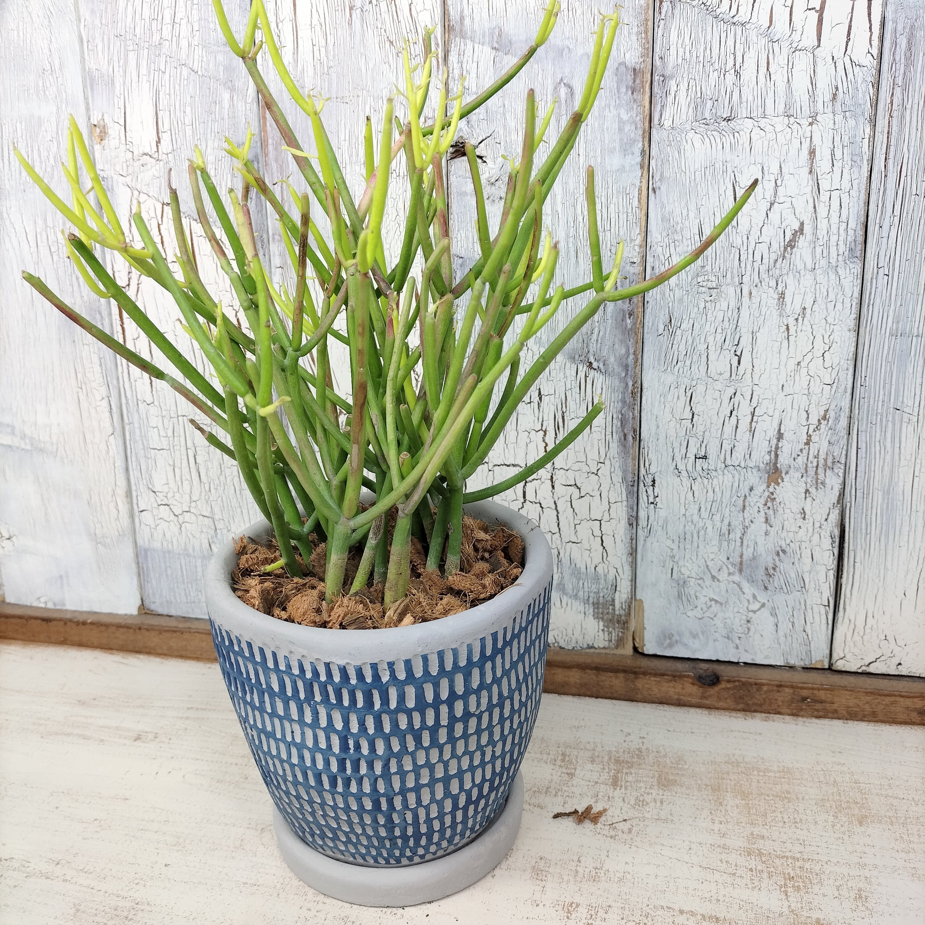 ☆モモナチュラル購入 ミルクブッシュ 観葉植物 鉢植え☆ ミルクブッシュ 観葉植物 | PAY ID