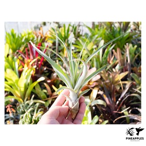 Tillandsia barclayana var. minor 【現品】