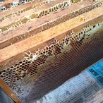 【予約 小学生用】あんどう養蜂　まるごと養蜂体験（約3時間）蜂蜜プレゼント ※2025/10/1〜