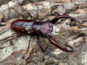 《フォルスターフタマタ亜種ニシ 75.5mm ♂♀♀トリオ》