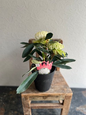 テロペア シェイディレディホワイト①