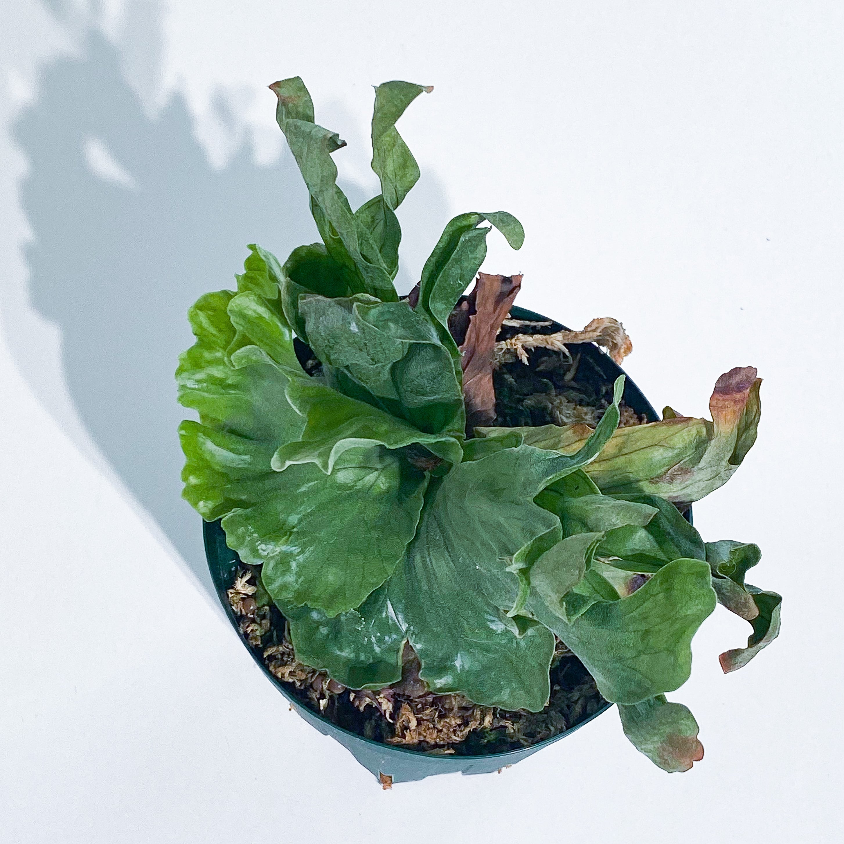 ORDER ビカクシダ ワンダエ ドワーフPlatycerium wandae dwarf   STAND