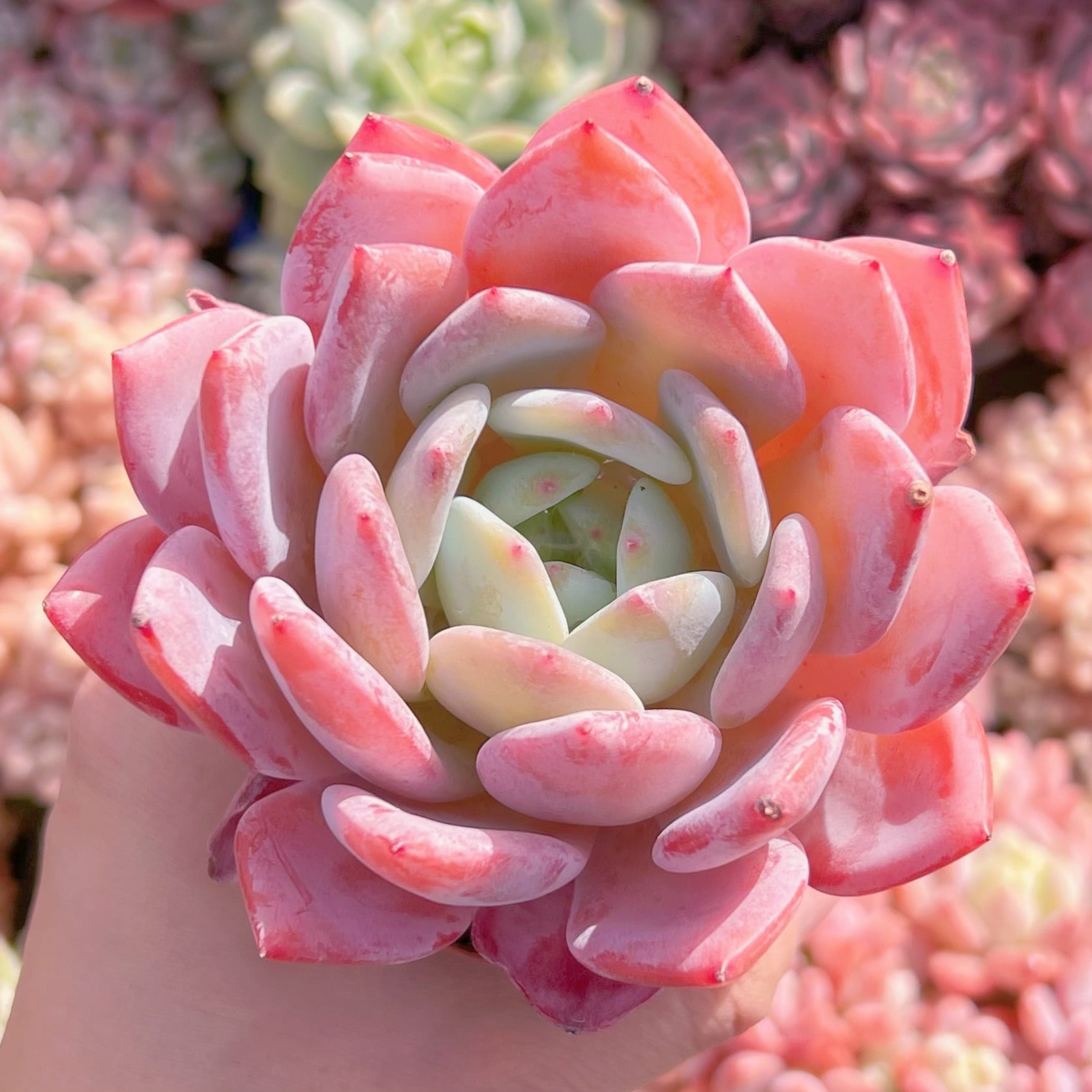 多肉植物 スウィートプリンセス 新入荷 るる農園 | るる農園~多肉植物専門
