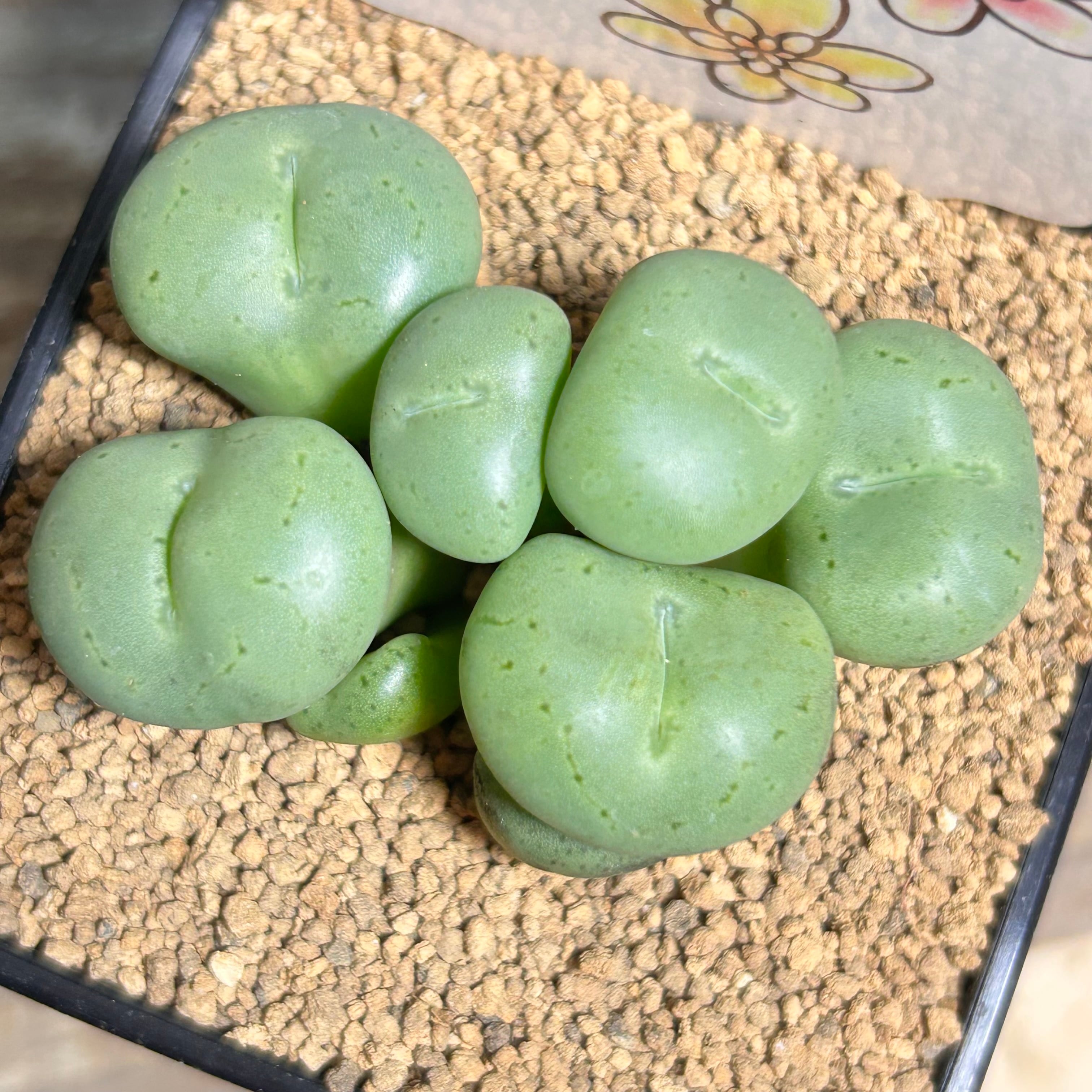 コノフィツム | RuPo 多肉植物専門店