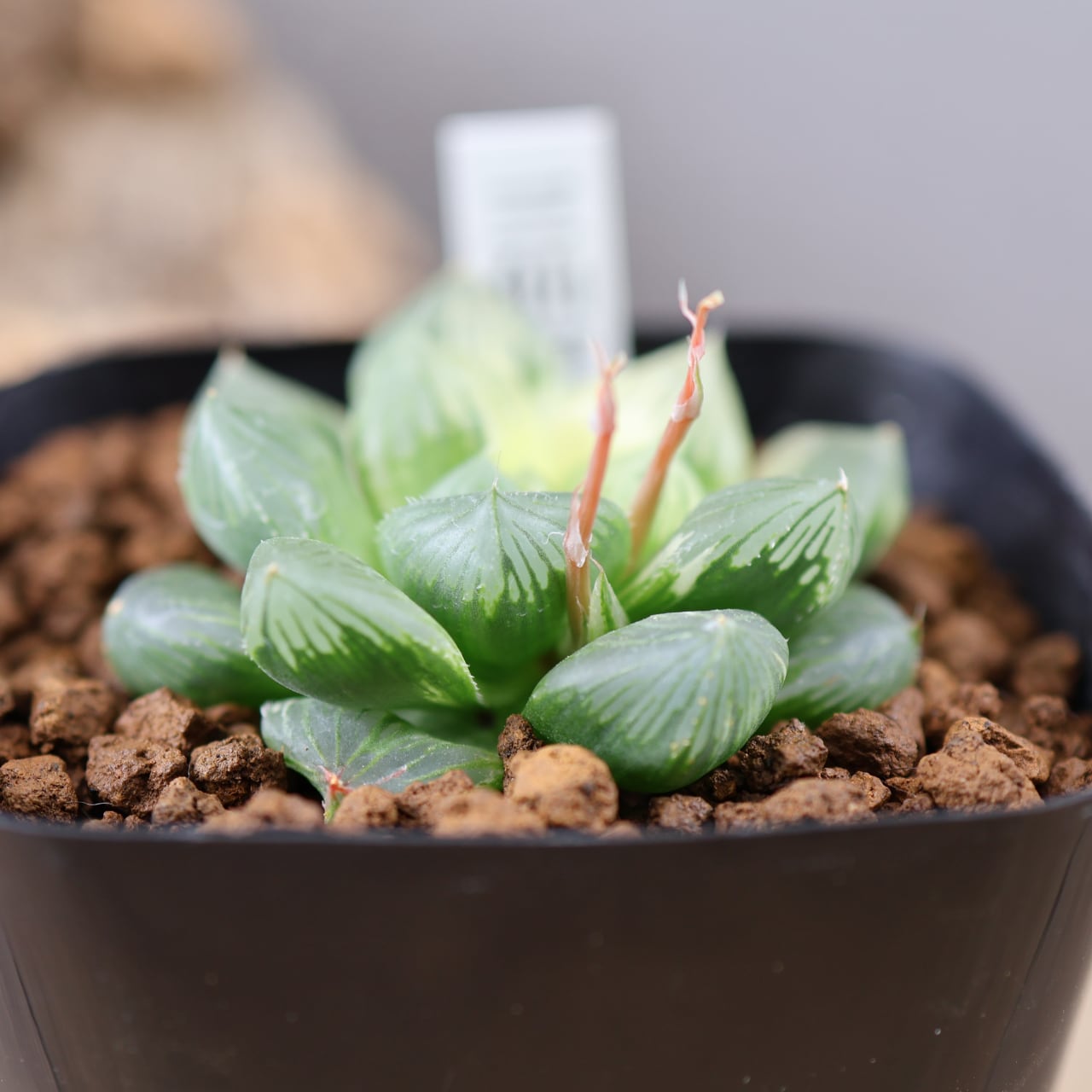 635『ハオルチア 三仙寿錦』観葉植物【送料無料】 | MARX PLANTS