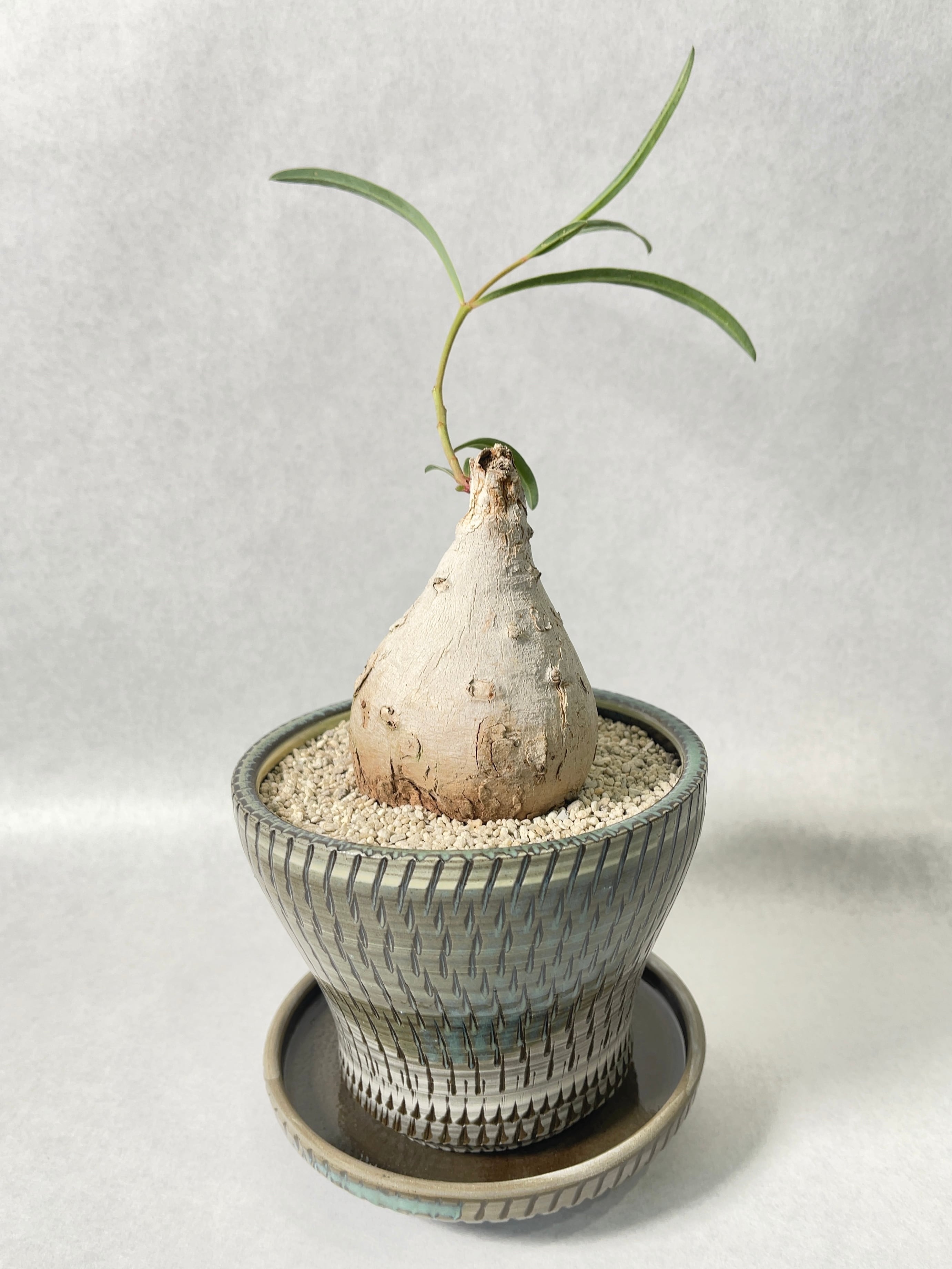 ロ3671 「多肉植物」ユーフォルビア トリカデニア 小 抜き苗【最新到着
