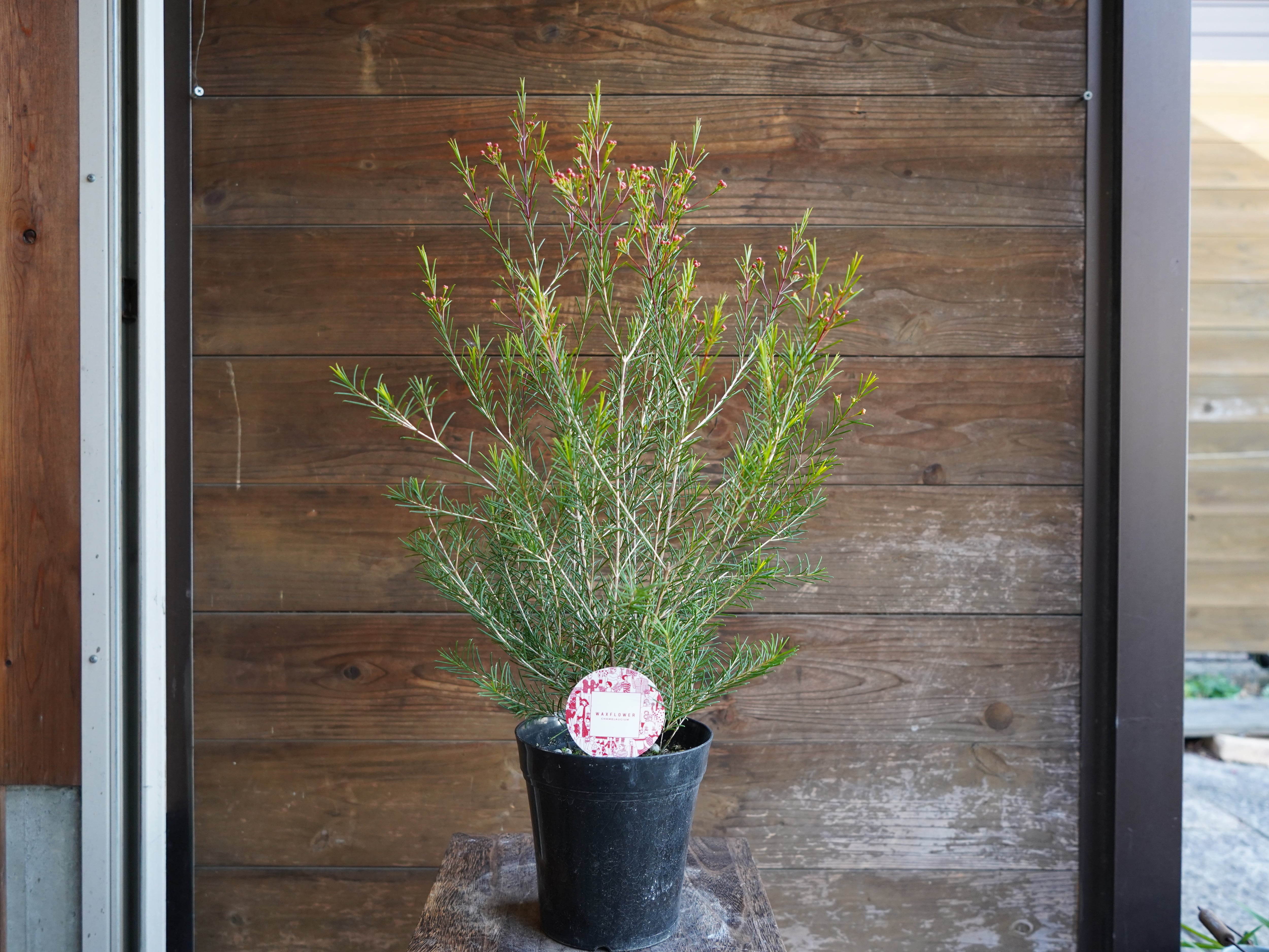 ワックスフラワー