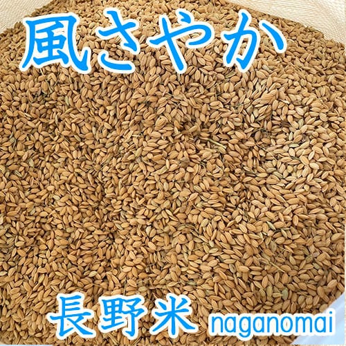風さやか【 籾米 もみごめ 】 長野県産 10kg ＜2025年／令和7年産