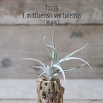 【送料無料】mittlaensis var.tulensis M〔エアプランツ〕現品発送T2255