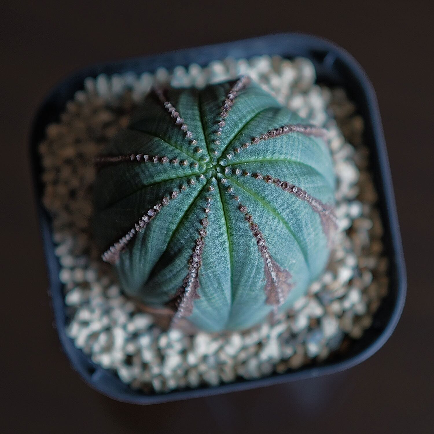 メス株 木質化 オベサ / ユーフォルビア | LIGHTHOUSE.PLANTS