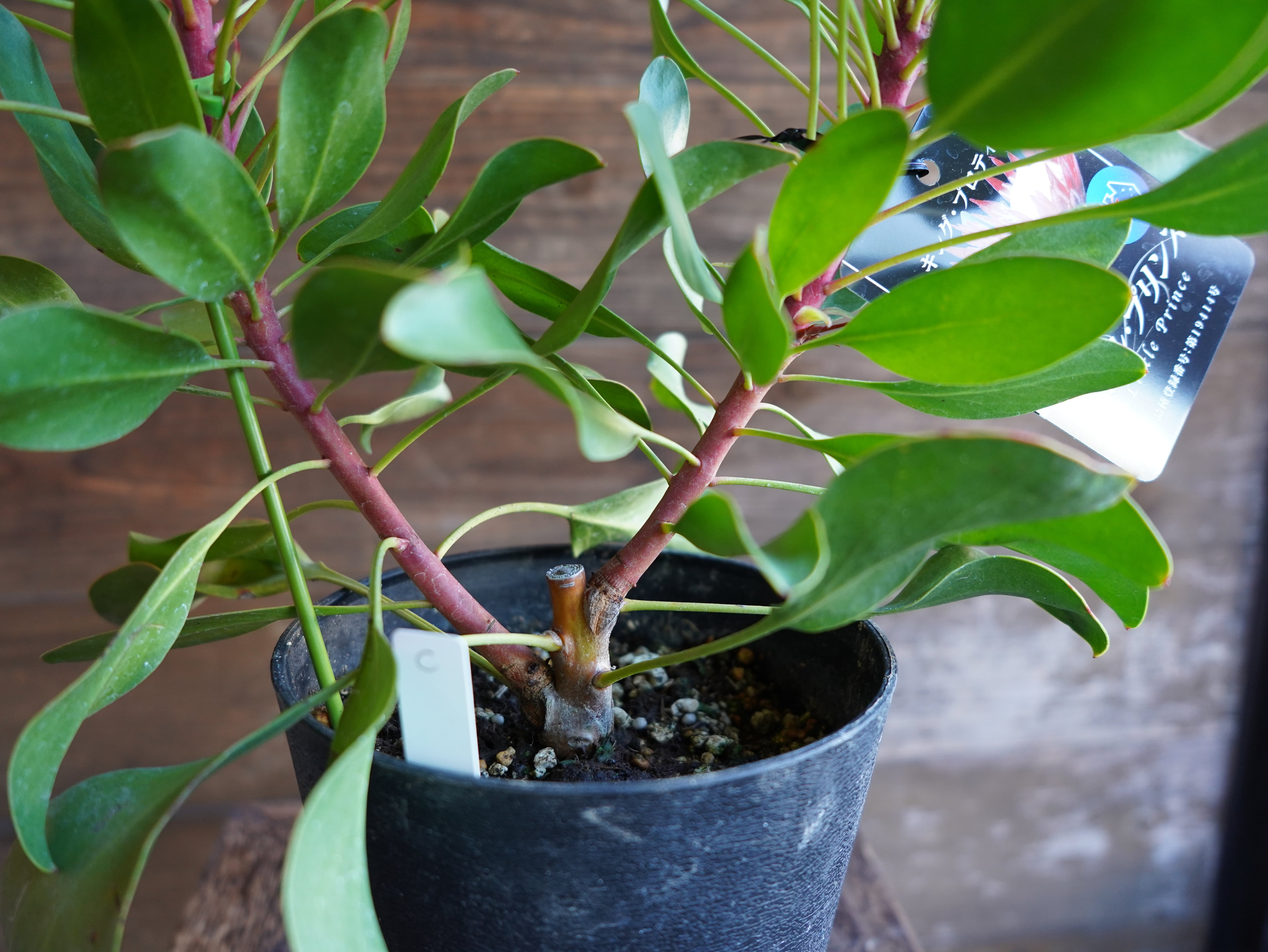 【現物】プロテア ”リトルプリンス” C