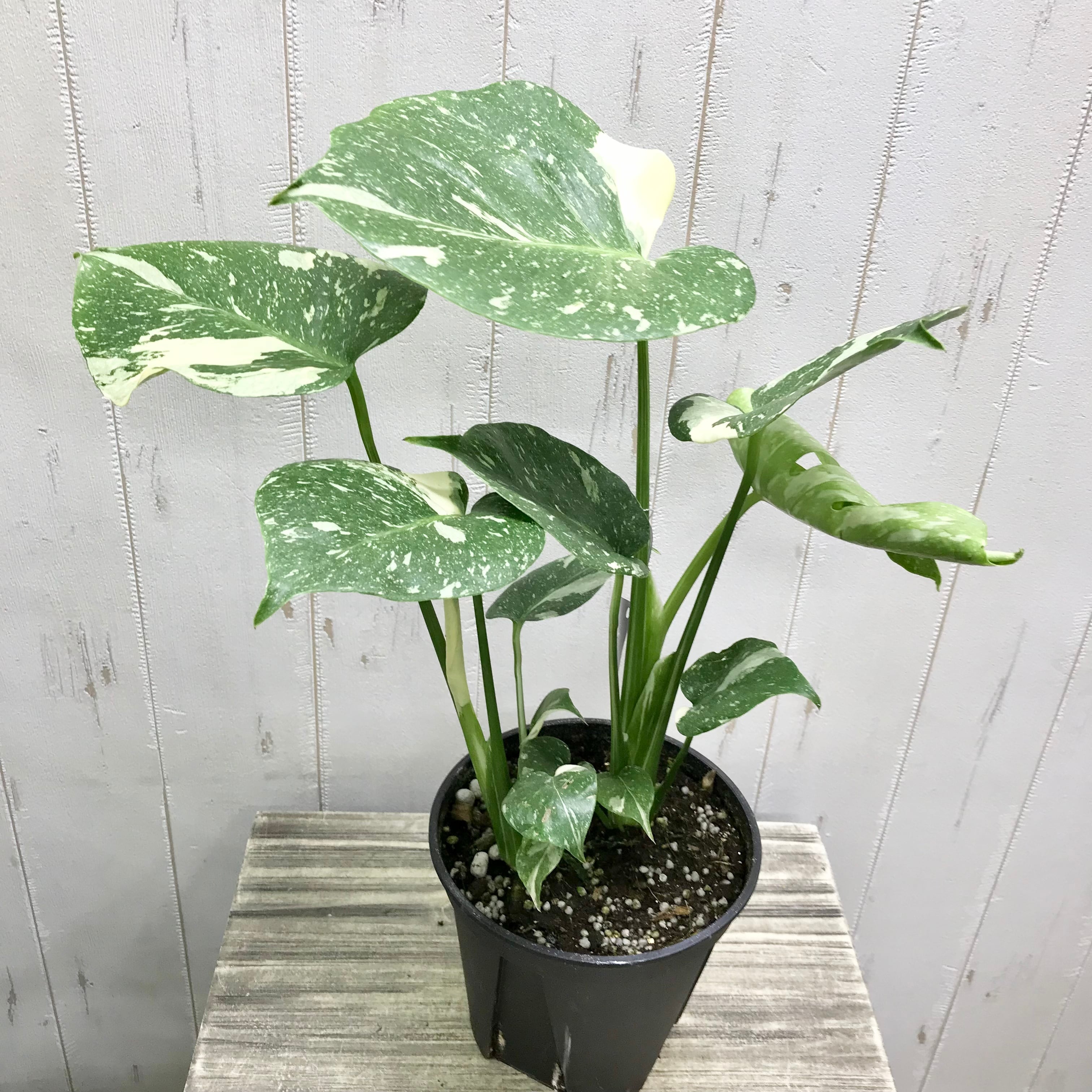 状態良好♡ 2株植え！ 斑入り モンステラ | PLANTS SHOP OLIVE