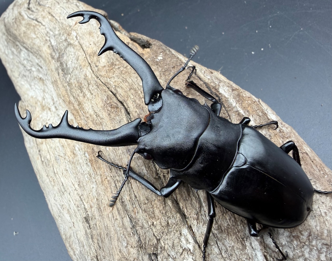 【WD】《 ギラファノコギリ亜種ボロブドゥール 96.5mm ペア》①