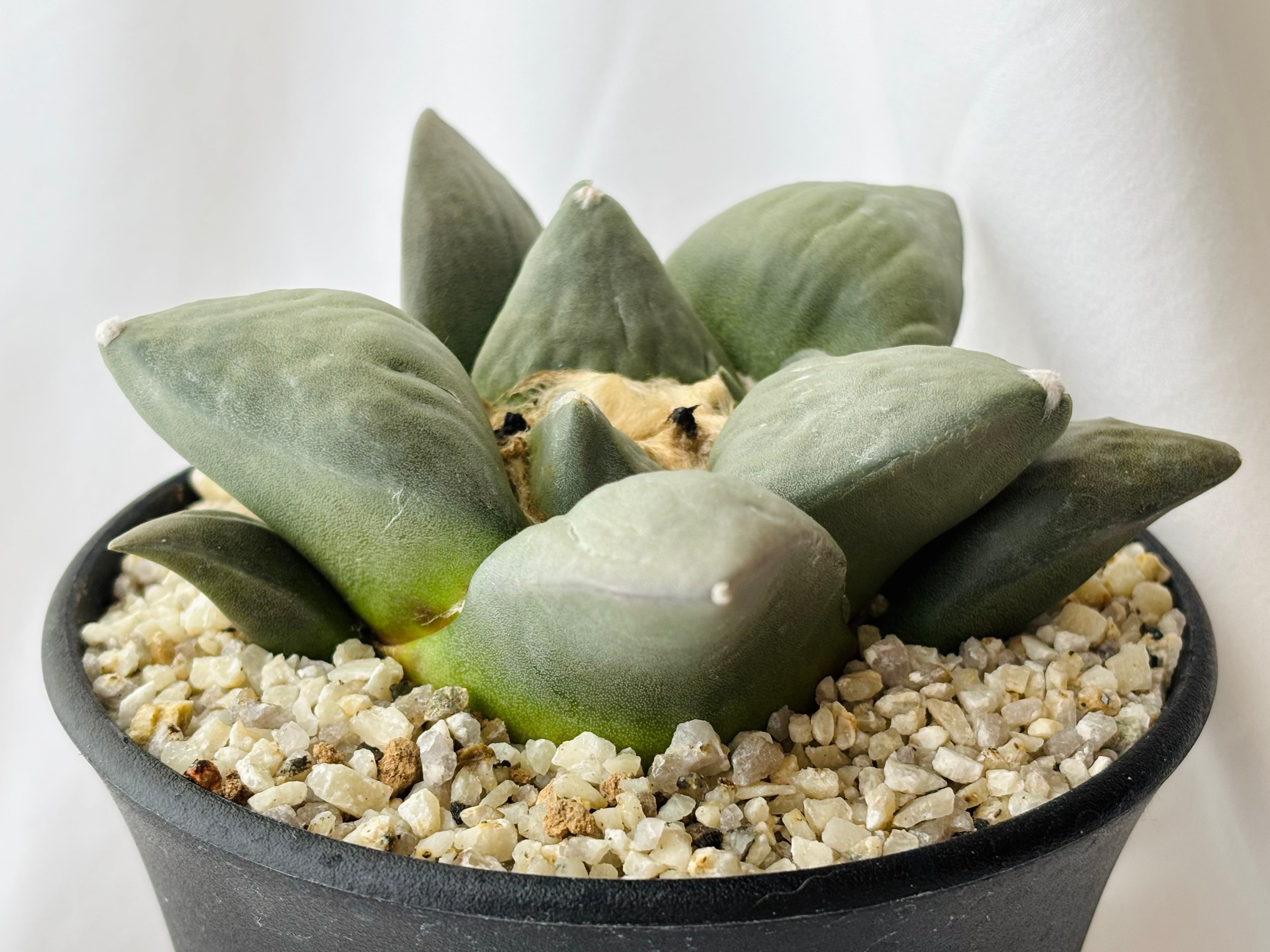 Ariocarpus furfuraceus f.monstrosa アリオカルプス 花牡丹モンスト